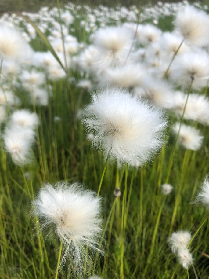 YNBZt5XYTtCFygWwFWVQoQ