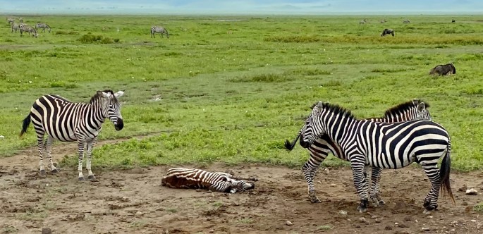 60D79684-491B-408C-A1B6-F1DBD4D252A8