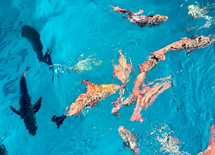 9F8DF8C9-D81F-465B-9859-F0E71C457006